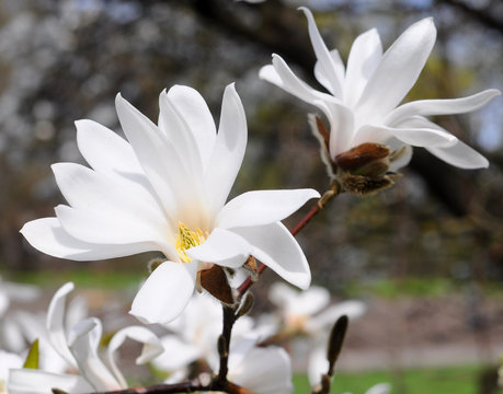 Fototapeta magnolia flower