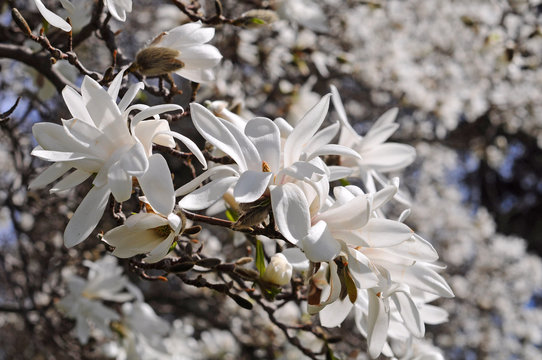Fototapeta white magnolia