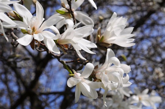 Fototapeta white magnolia