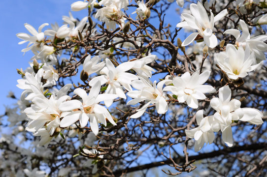 Fototapeta white magnolia