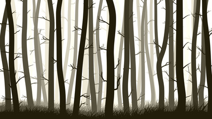 Obraz premium Horizontal illustration with many pine trees.