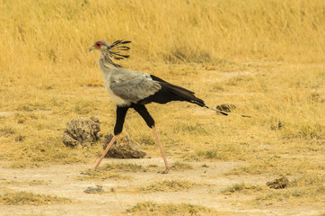 Serpentario