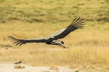 Serpentario in volo