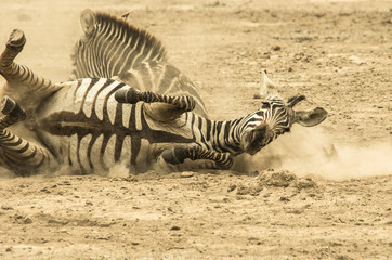 Fototapeta na wymiar Zebre nella polvere