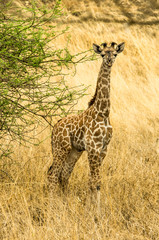 Cucciolo di giraffa
