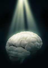 human brain - 64472513
