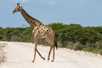 Giraffe crossing gravel road
