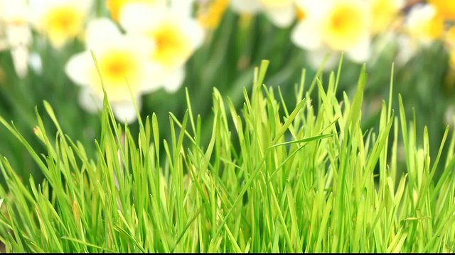 Green grass and Narcissus background out of focus