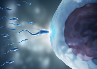 fecundation or spermatozoons floating to ovule