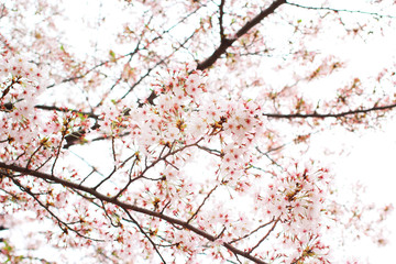 Cherry blossom, sakura, in spring of Nara city in Japan