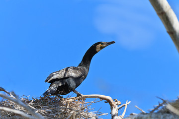 cormorant (phalacrocorax carbo )