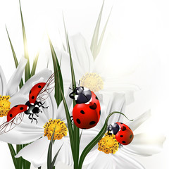 Plakaty  Tło z wektorową scenerią kosmosu kwiaty i czerwone biedronki