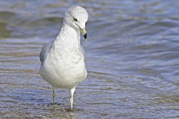 Young Seagull walking along the beach