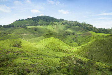 Fototapeta na wymiar cameron highlands, Malaysia
