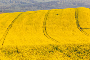 Rapsfeld