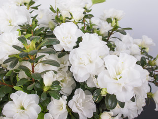 White Azalea flower