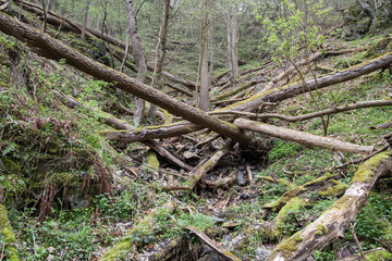 Zufluss der bode am Harzer Hexen-Stieg