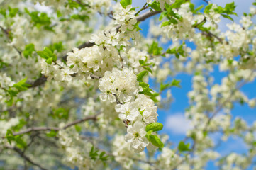 Plum blossoms in the spring garden