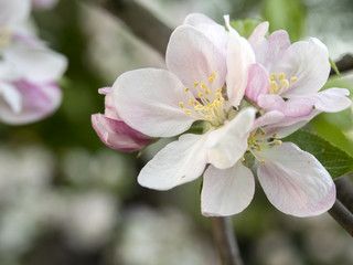 Apple flower close-up on a de-focus background