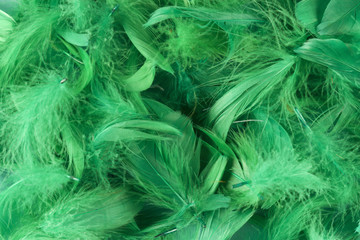 feathers