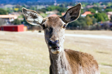 portrait of female deer