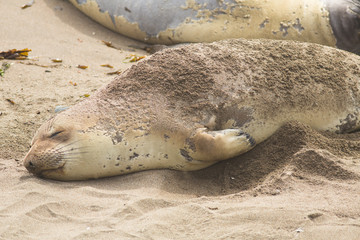 See-Elefant schlummert am Strand