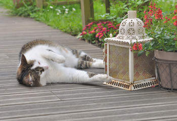 chat se prélassant sur terrasse en bois