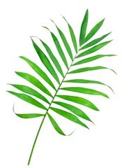 Foto auf Alu-Dibond Monstera Grünes Farnblatt isoliert auf weiß