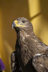 Obraz premium Beauty golden eagle, detail of head with large eyes, pointed bea