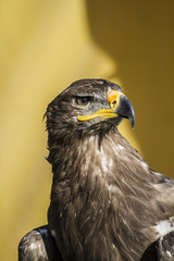 beautiful golden eagle, detail of head with large eyes, pointed
