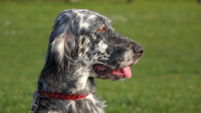Portrait of a cute blue belton English Setter dog in a meadow