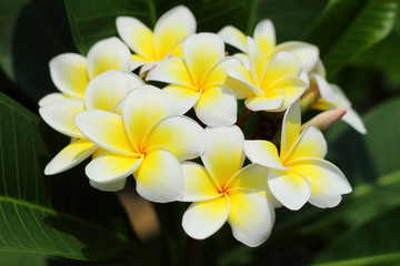 white plumeria flowers blooming on tree