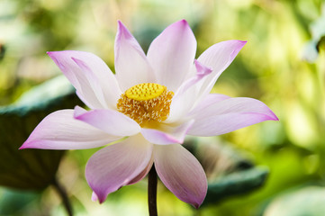 Fototapeta premium Pink lotus flower blooming