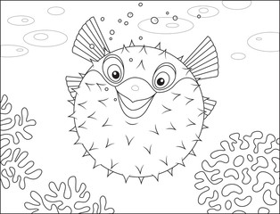 Puffer fish