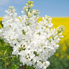 Flieder - Syringa