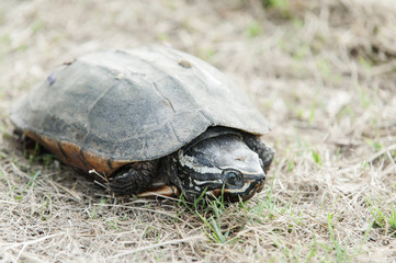 Turtle on grass