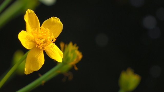 Marsh marigold ( Caltha palustris ) flowers next to a small pond