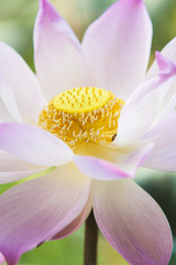Pink lotus flower blooming