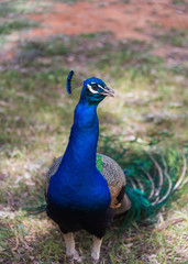 portrait of a peacock