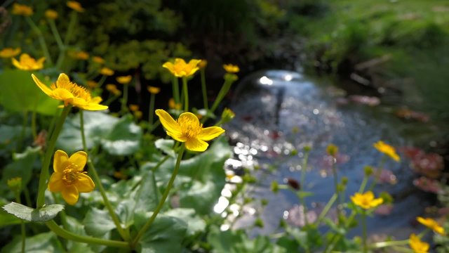Some Marsh marigold ( Caltha palustris ) flowers next to a pond