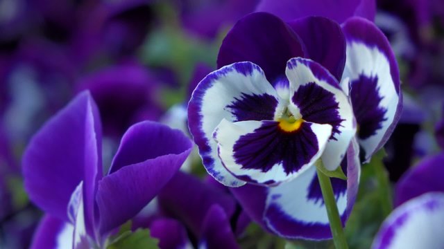 Close up of some purple pansy ( Viola x wittrockiana ) flowers