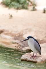 wild raven bird nature