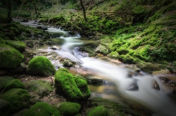 Fototapeta premium Bach