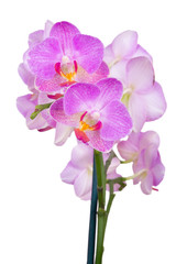 delicate pink orchid on white background