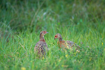 Two young pheasants
