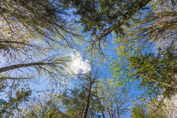 Looking up to the sky in forest