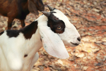 Close-up goat in the nature