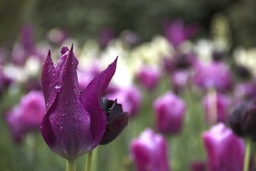 Blumen und Blüten