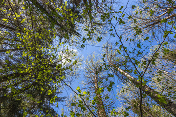 Looking up to the sky in forest