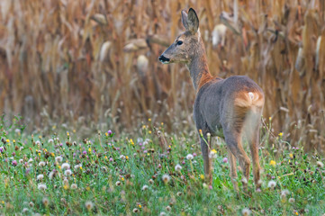 Roe deer